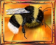 Hummel